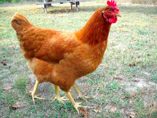 Four legged chicken