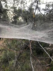 spider web.jpg